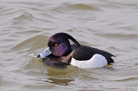 kuifeend (Athya fuligula) 3-2018 2710